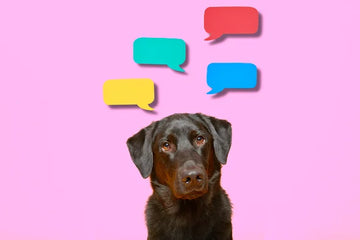 Science Revealed: Can Dogs Really Talk? Unraveling the Mystery of "Button Dogs"